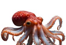 The Octopus Model: Rethinking How Sales and Marketing Organizations Make Decisions Rethinking How Sales and Marketing Organizations Make Decisions